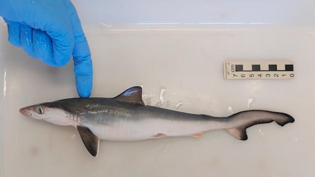 brazilan sharpnose shark