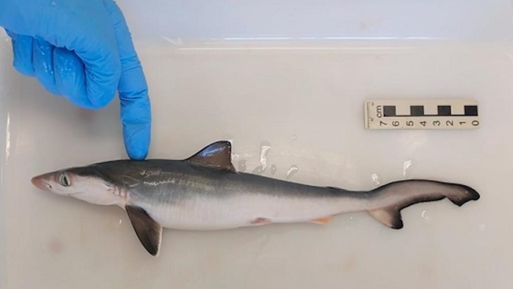 brazilan sharpnose shark