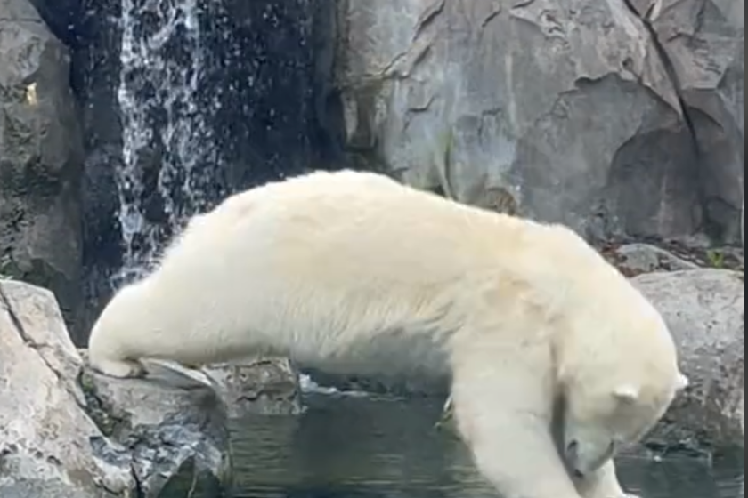diving polar bear