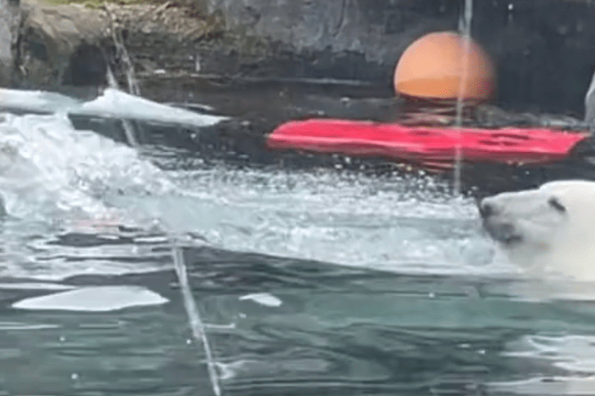 Olympics diving polar bear, the aftermath