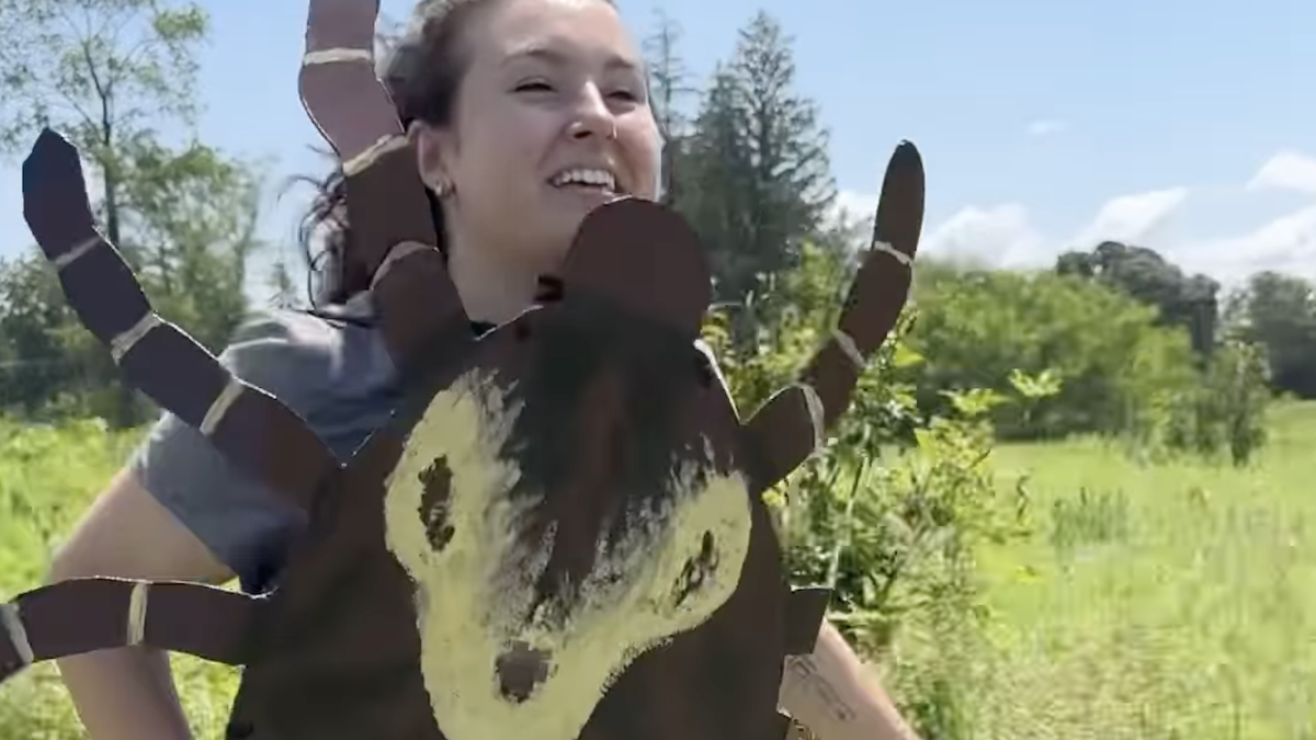 ticks