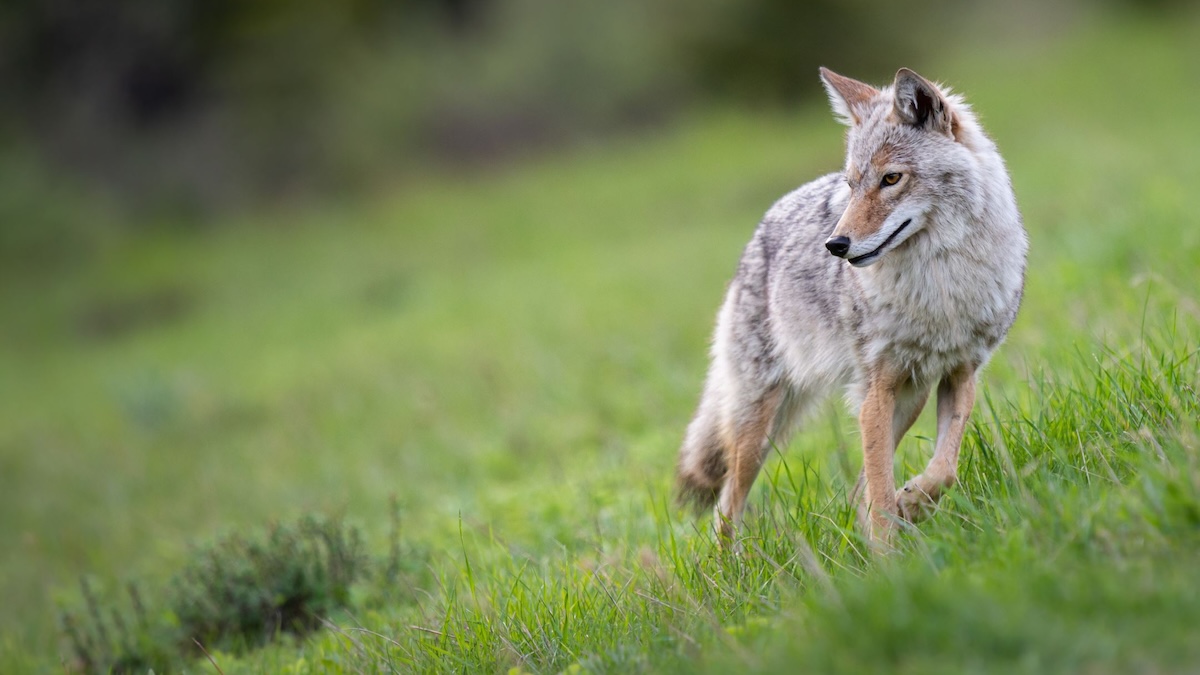 golden gate coyote