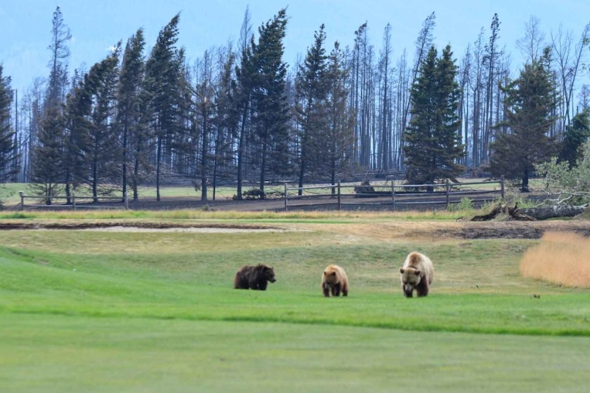 grizzly bear