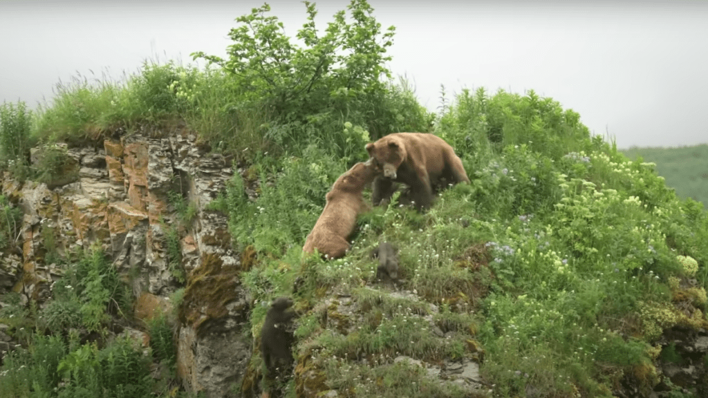 Watch Mama grizzly bear defends cubs in epic battle with male