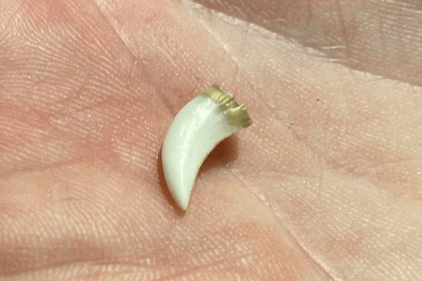 komodo dragon tooth