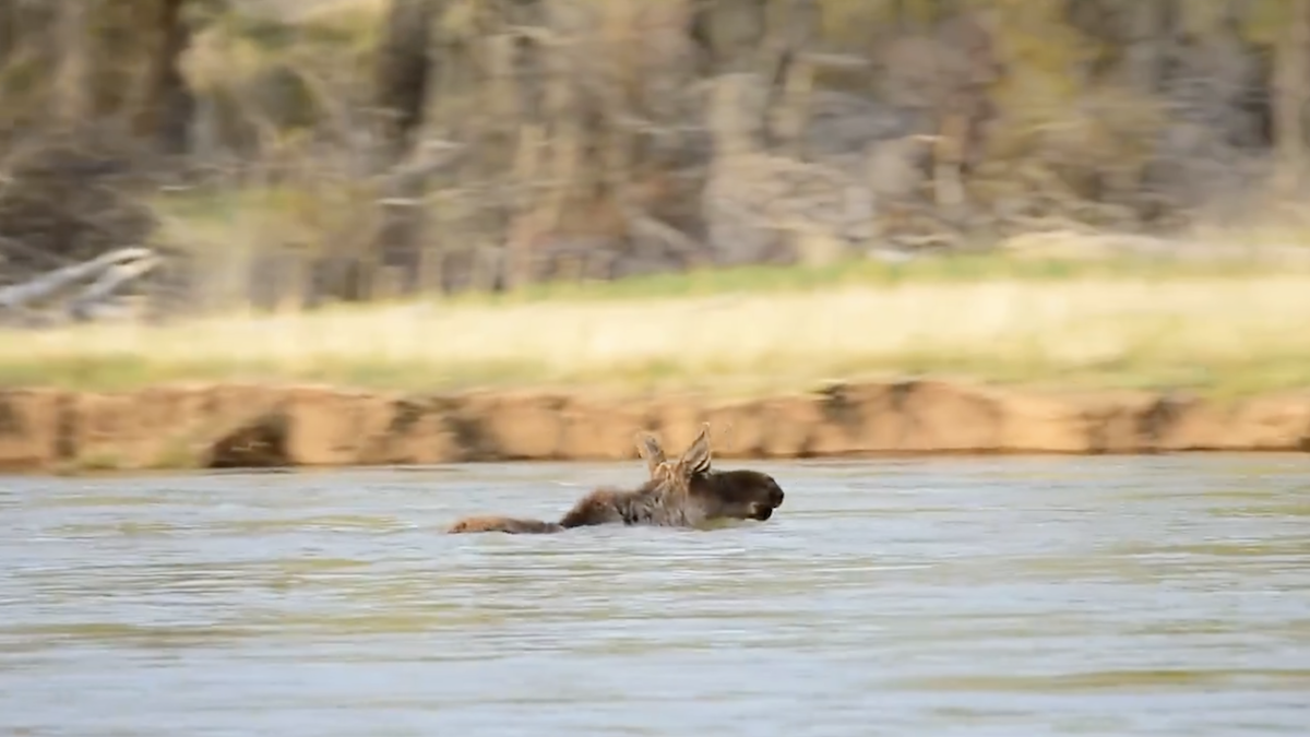 moose