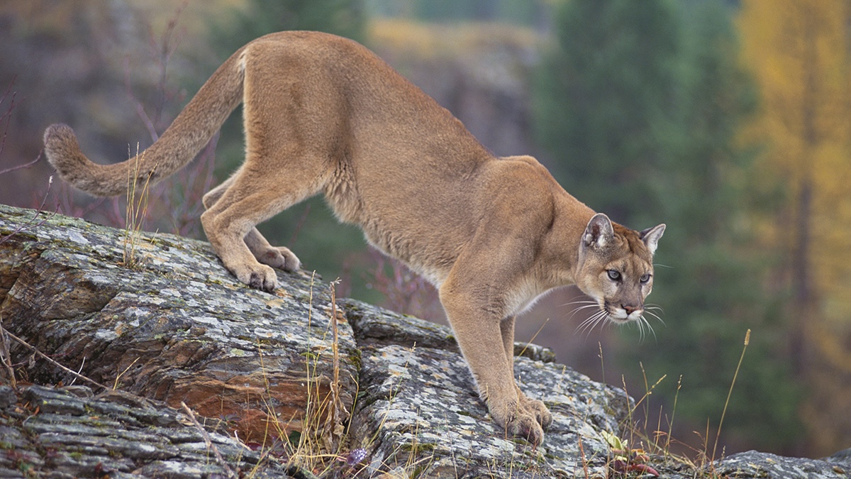 mountain lion