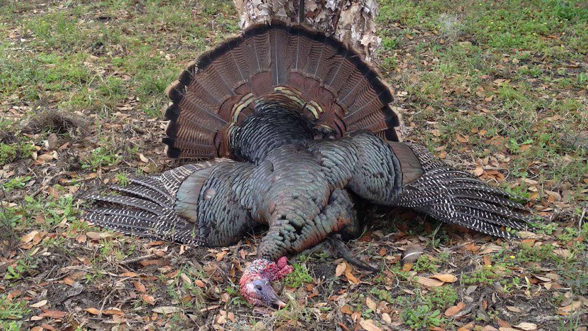 osceola turkey