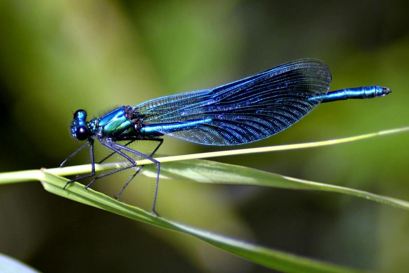 dragonfly