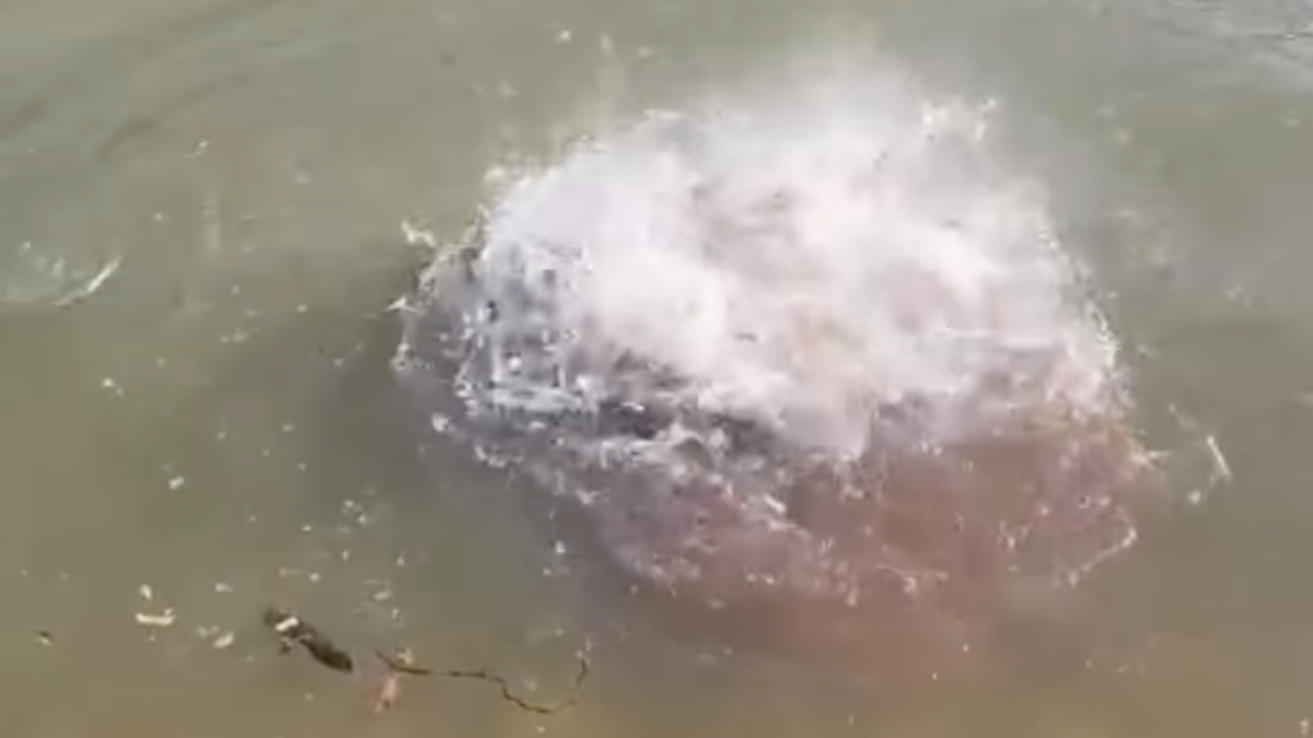 piranhas