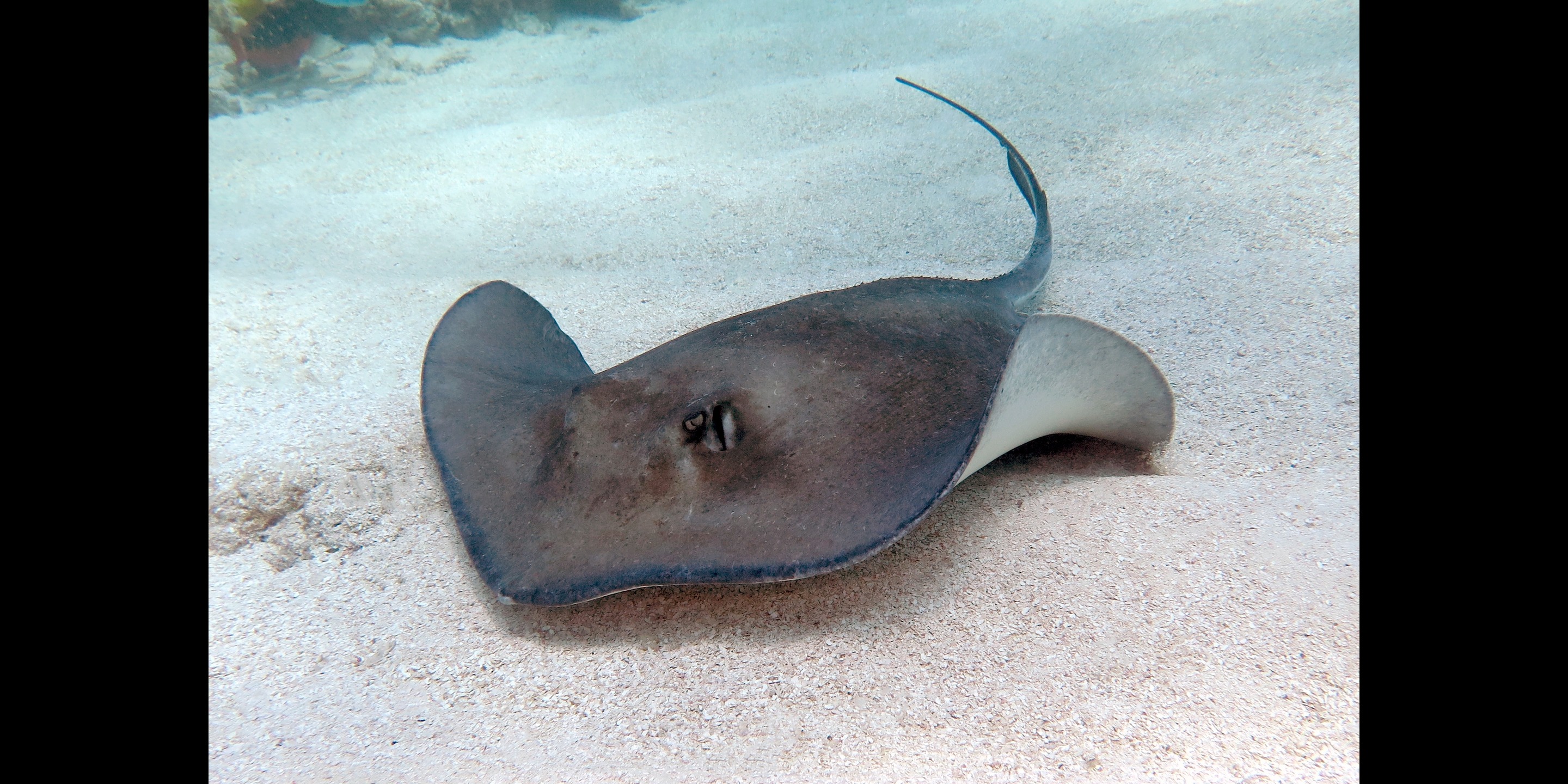 Stingray That Had Miraculous Pregnancy Dies At North Carolina Aquarium