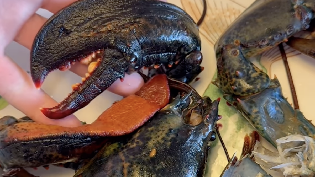 softshell lobster