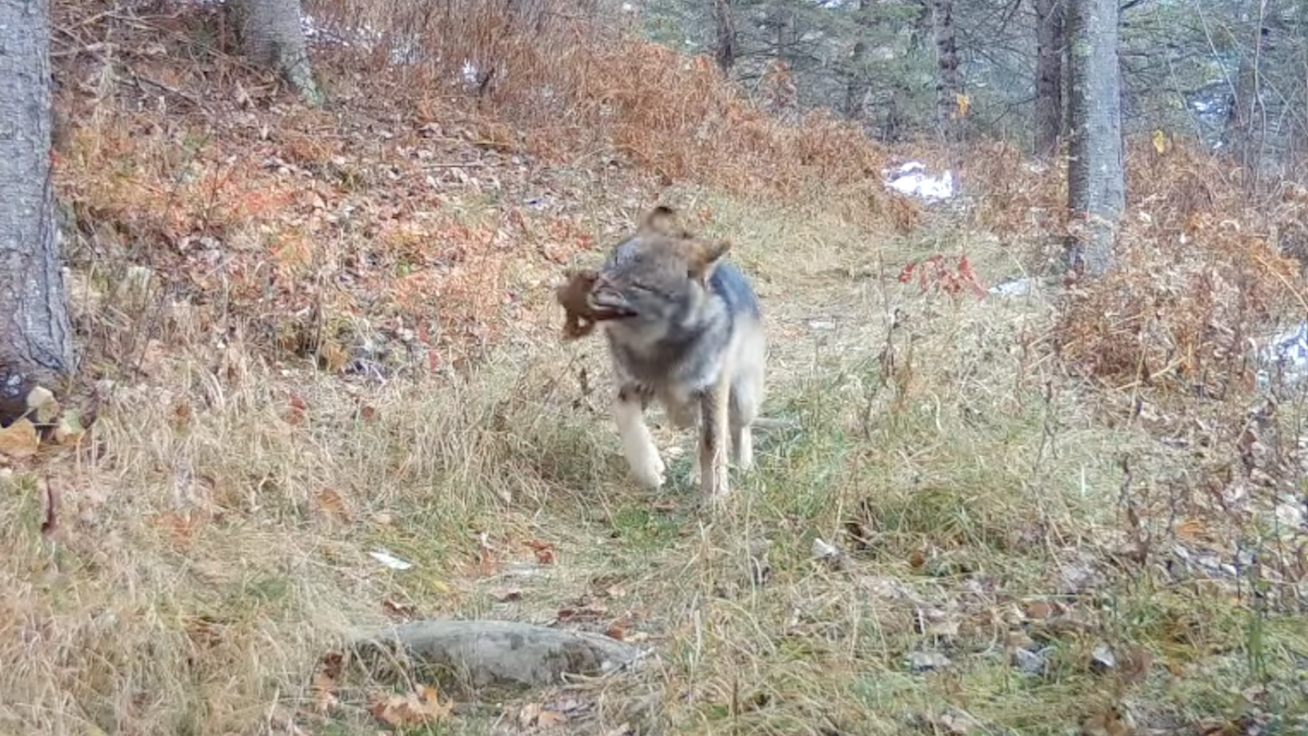 wolf