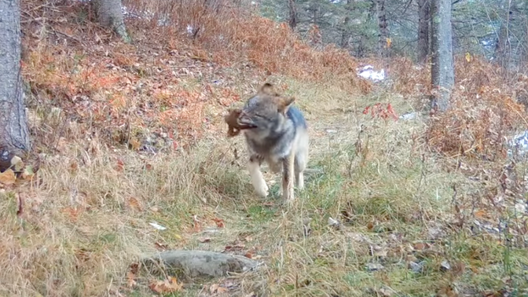 wolf