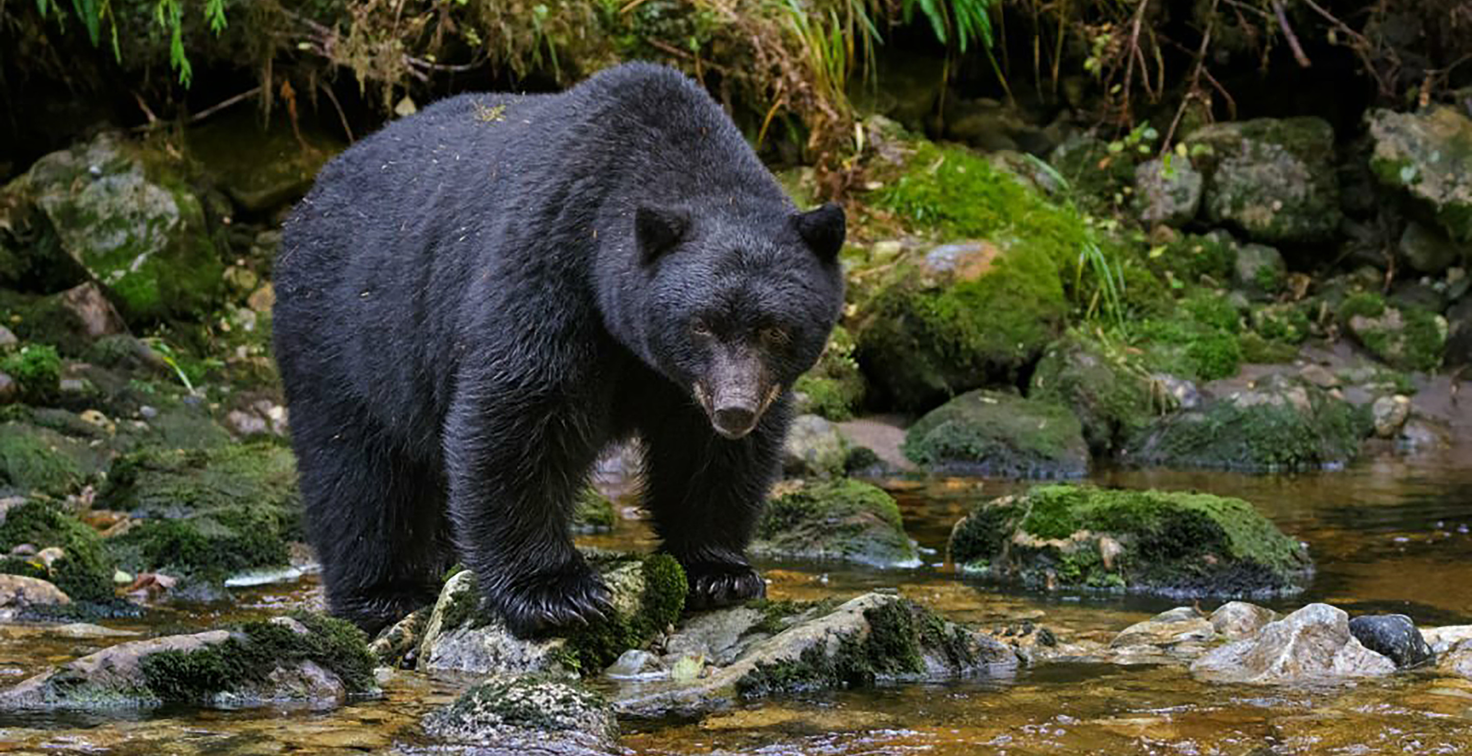 Black Bear Attacks 3-Year-Old Toddler At Yellowstone National Park Campground