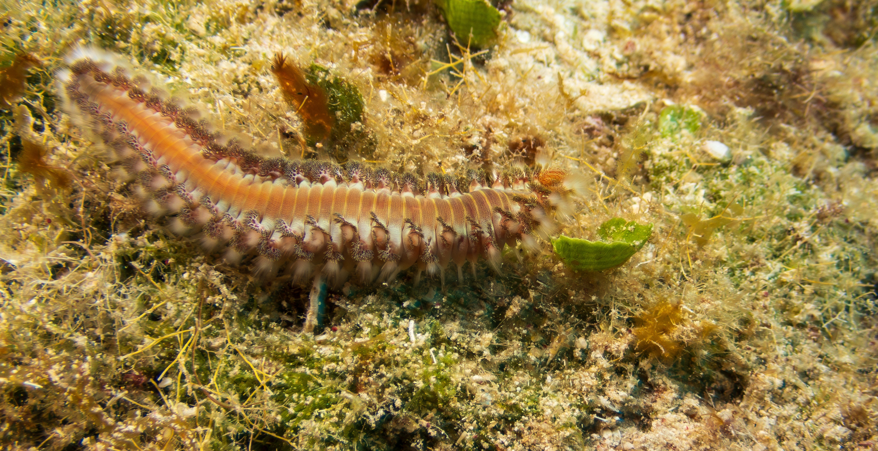 Fireworms Wash Up At Texas Beaches As Researchers Ring Alarm Not To
