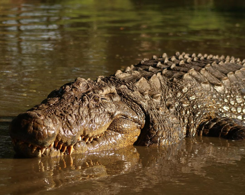 Meet The World's Oldest Crocodile - Wide Open Spaces