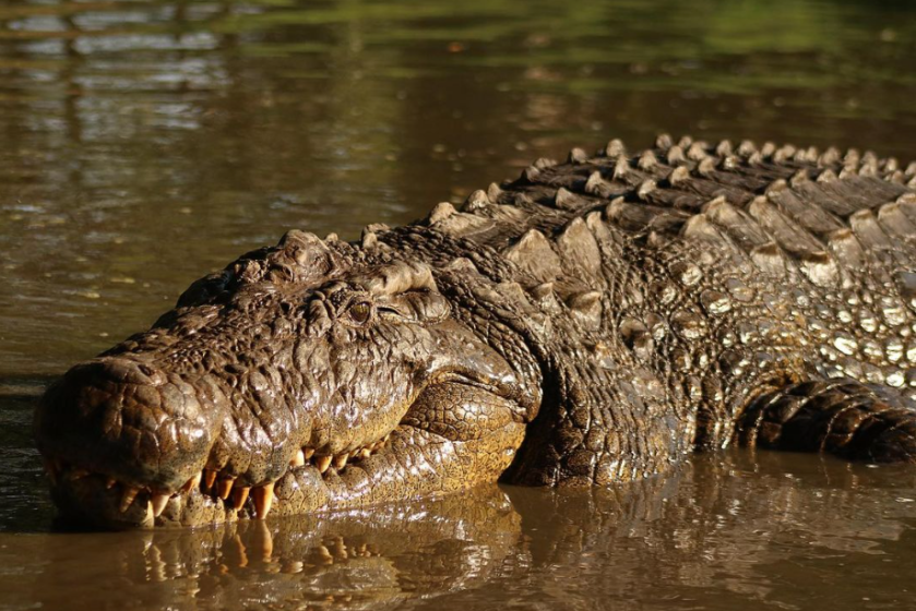 Henry the world's oldest crocodile