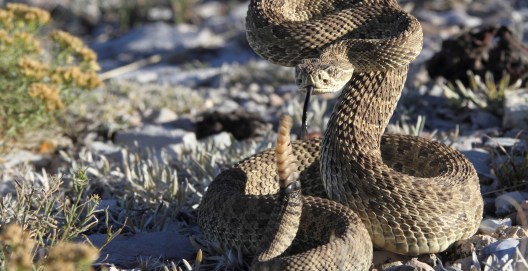 Fighting Rane Hiker Captures Rare Video Of Rattlesnakes Fighting - Wide Open Spaces