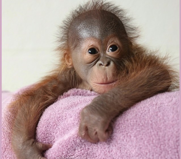 Moms teach orangutan to breastfeed