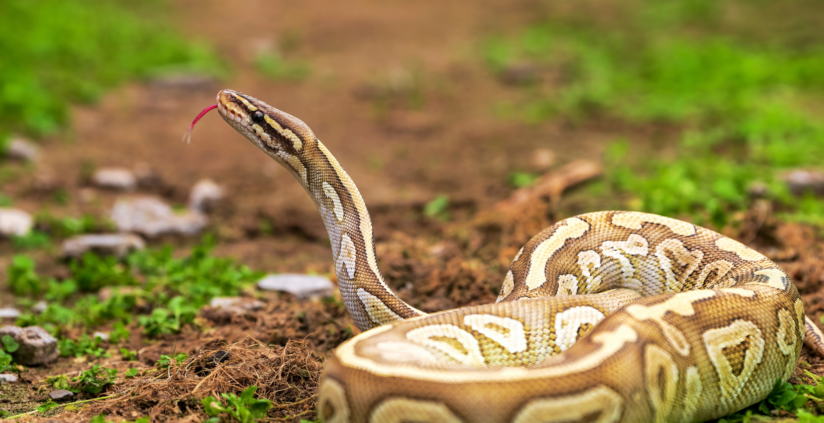 Shocked Family Finds Giant Python In Their Living Room - Wide Open Spaces