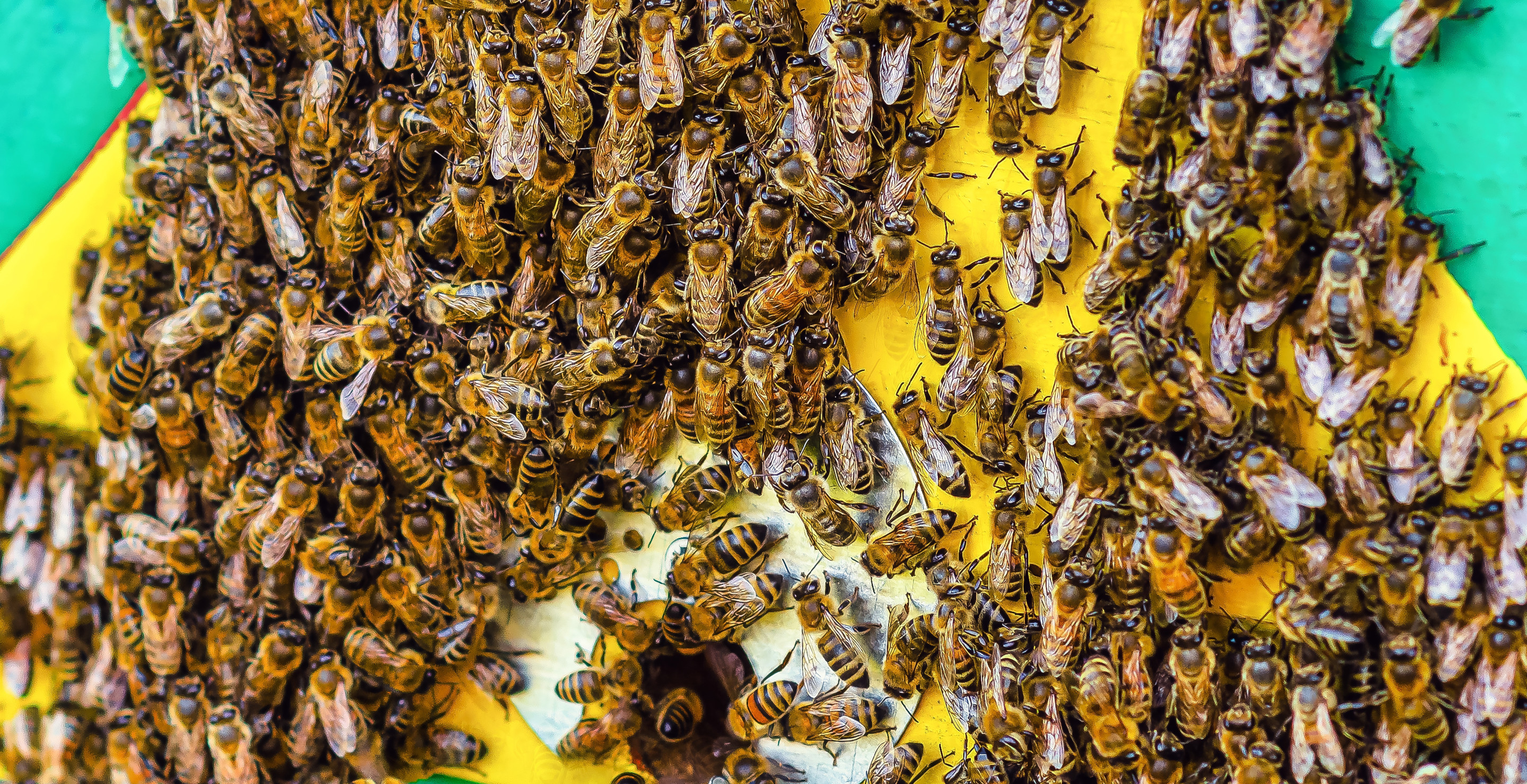 Swarm Of Bees Hospitalizes Three Members Of California Family And Kills The Family Dog