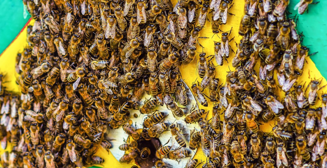 Swarm Of Bees Hospitalizes Three Members Of California Family And Kills The Family Dog
