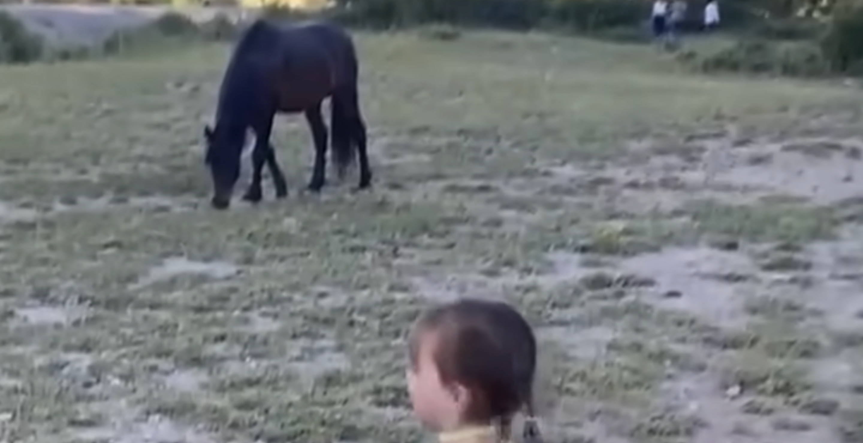 Terrifying Video Shows Moment A Horse Kicked A Toddler In The Head