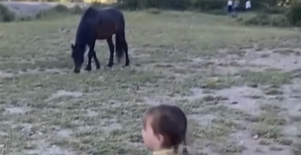 Terrifying Video Shows Moment A Horse Kicked A Toddler In The Head