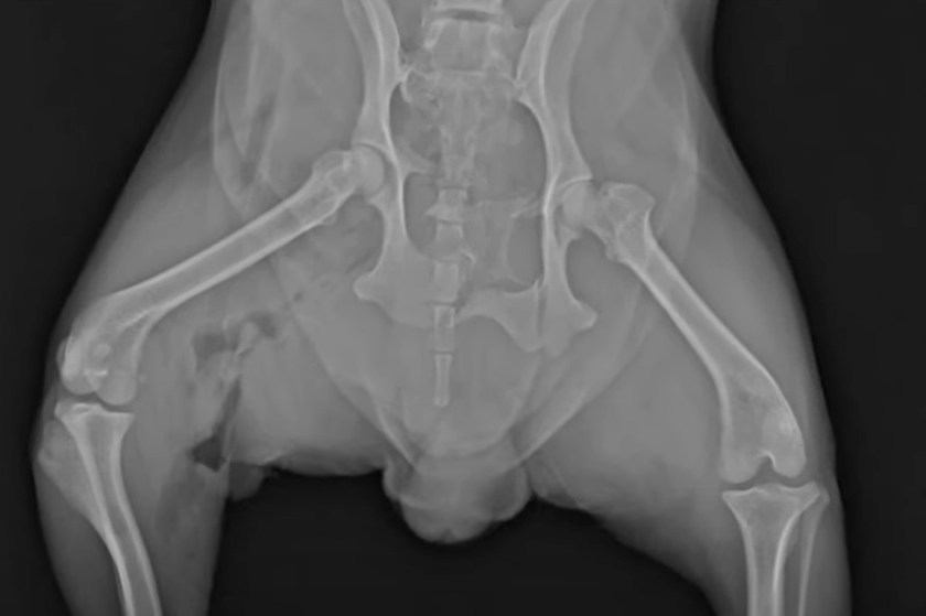 Yorkie survives shark attack xray
