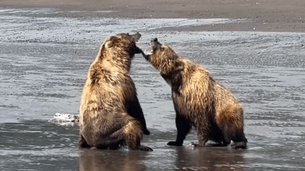 Two grizzly bears fighting over a dead fish