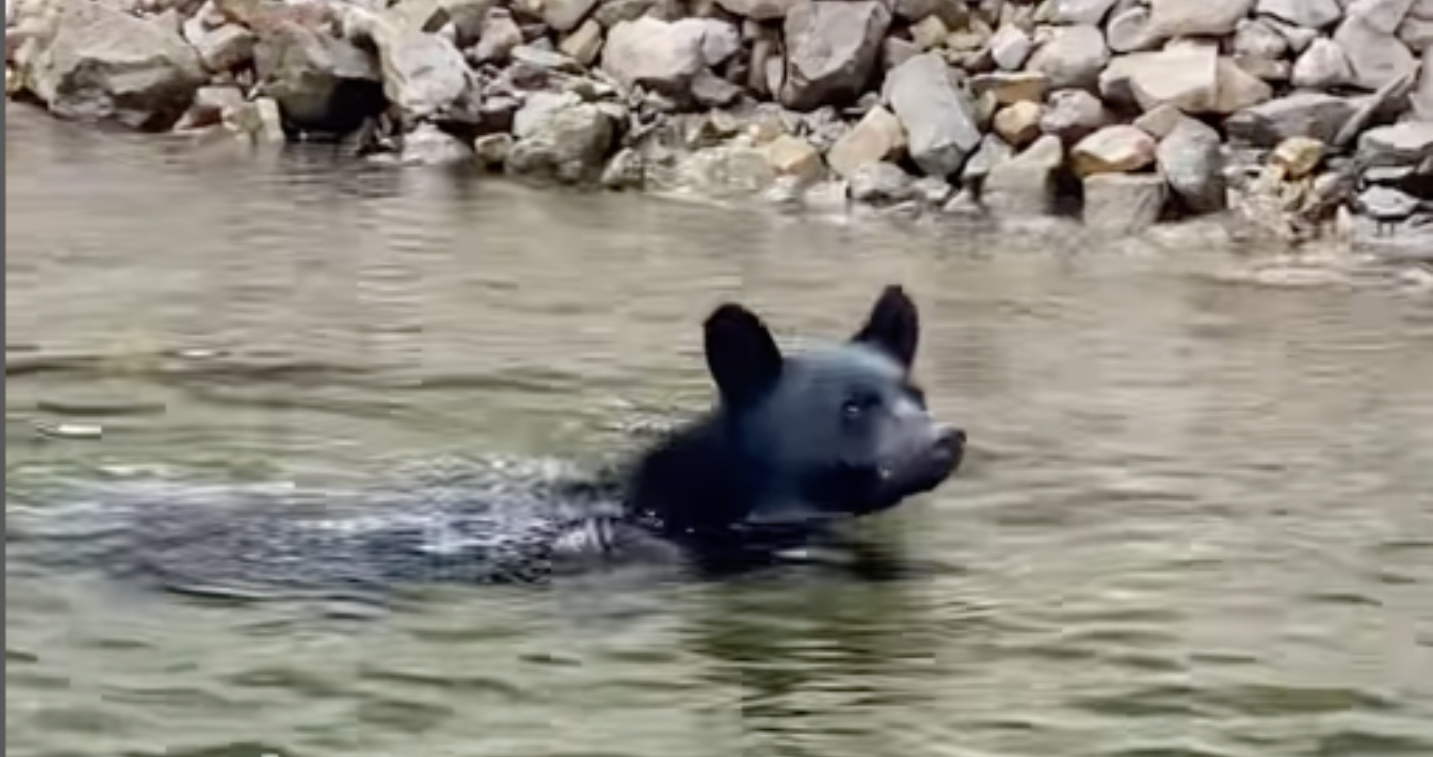 bear swims towards fishermen