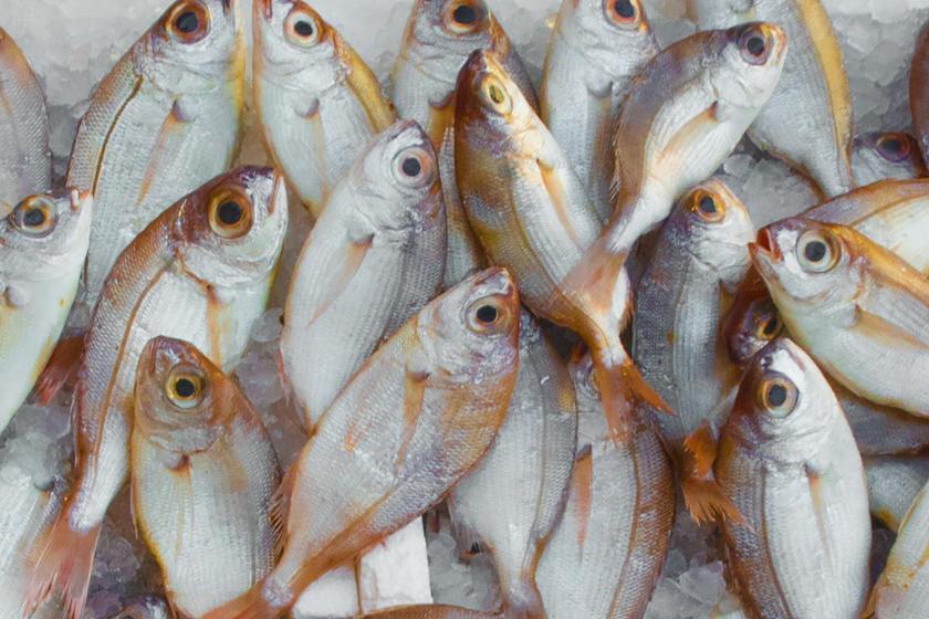 fish