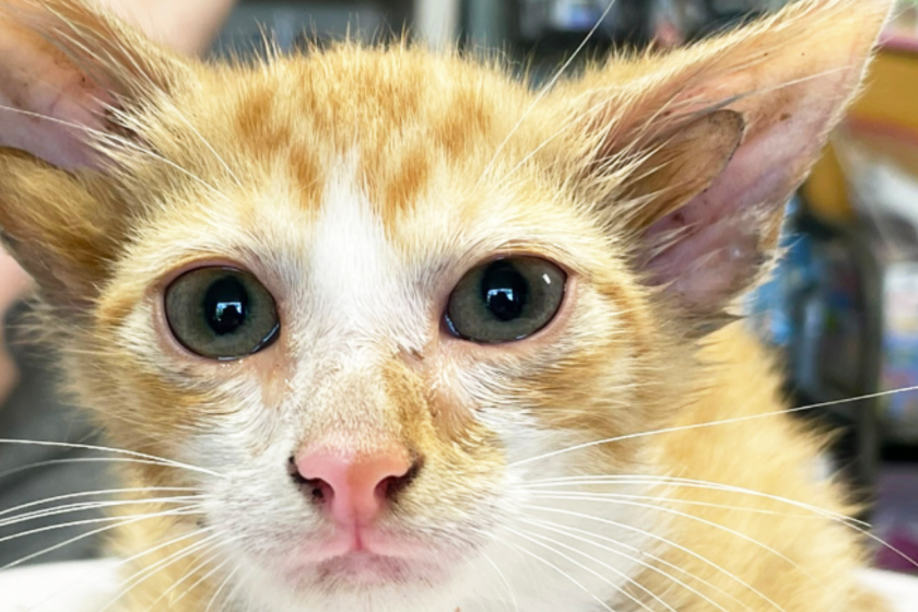 Kitten with four ears