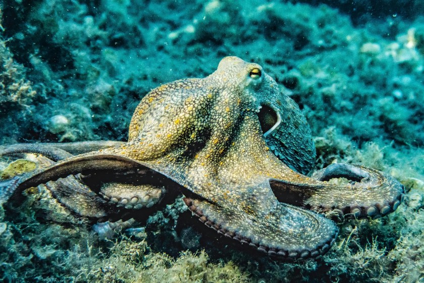 octopus tries to eat shark