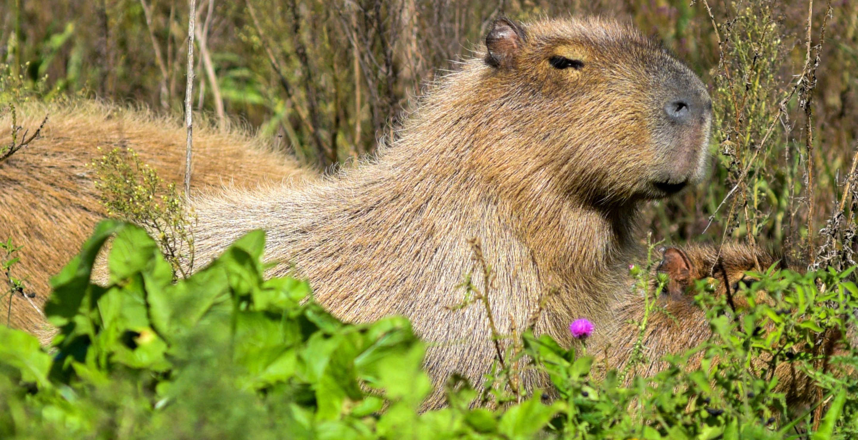 Beloved Capybara, Named Cinnamon, Still Missing Two Days After Escaping