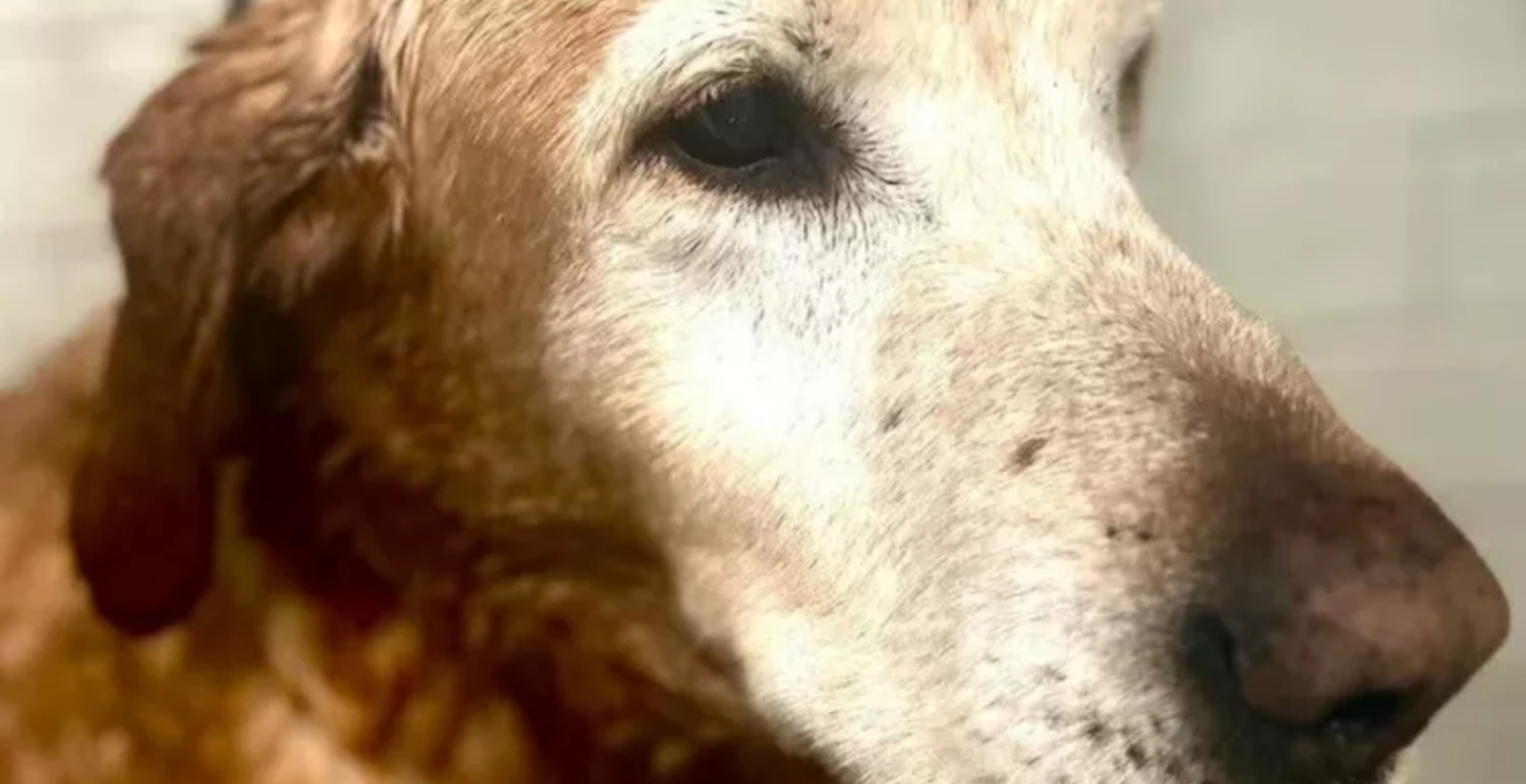 Dad Owner Angrily Speaks Out After Animal Shelter Euthanizes His Missing 12-Year-Old Labrador