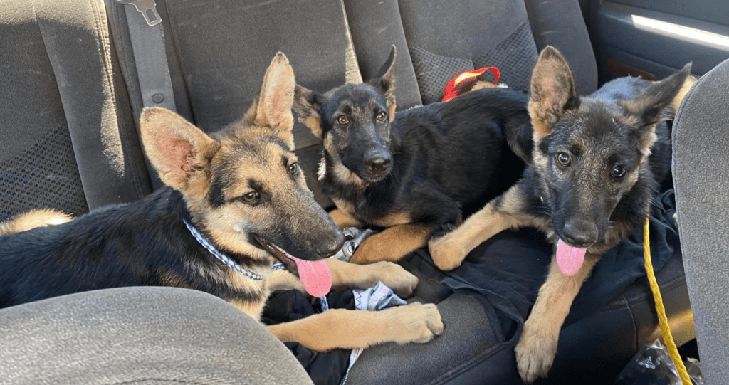 Three German Shepherd Puppies Rescued From California Dumpster Wide
