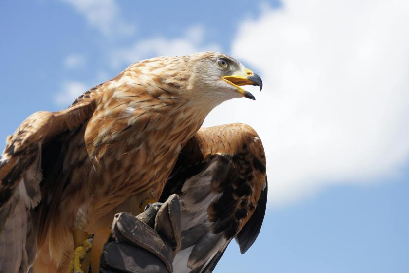 Golden eagle attacks