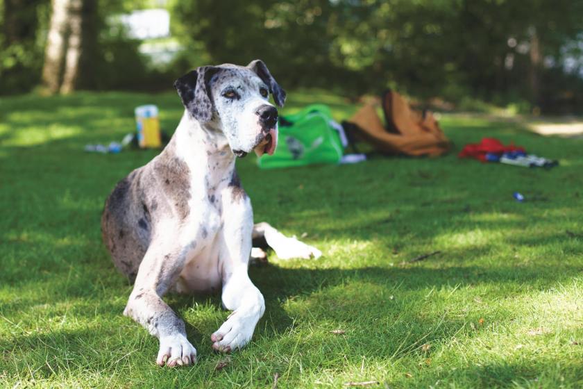 Great Dane one of five breeds you should never own