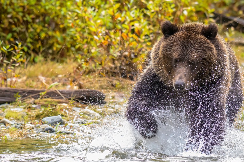 Grizzly Bear Attacks Hunter In Idaho Surprise Encounter