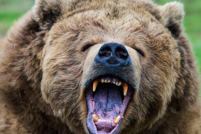 Grizzly Bears Are Super Hungry Right Now As If They Weren't Already Scary Enough