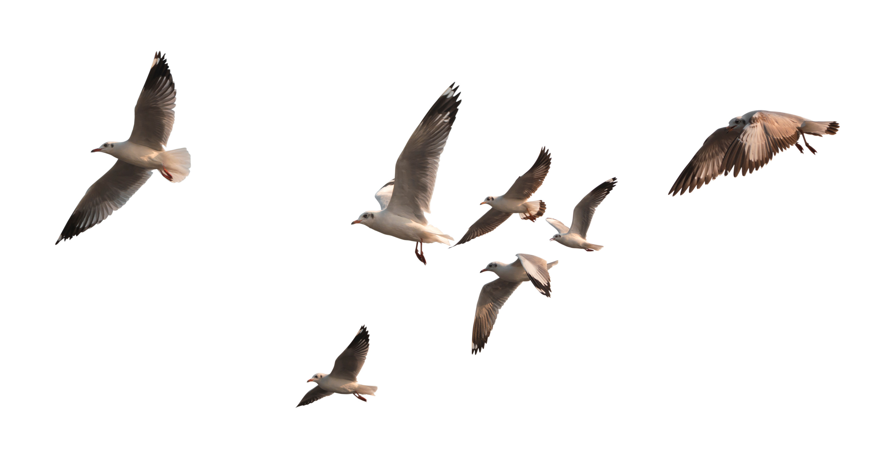 Large Bird Crashes Into Car Causing South Carolina Teen Mom To Die On Way To Pick Up 4MonthOld