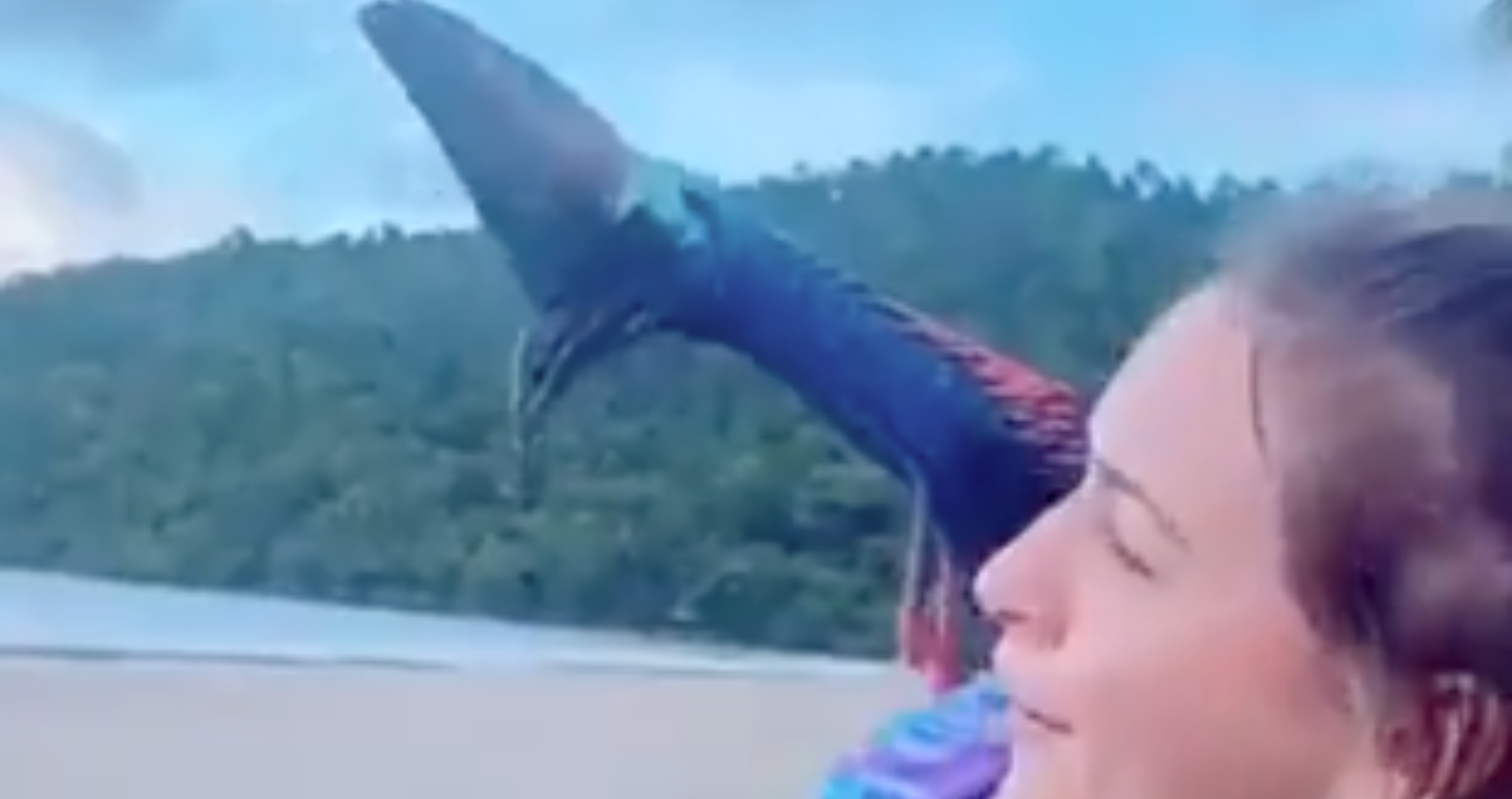 Most dangerous bird Cassowary