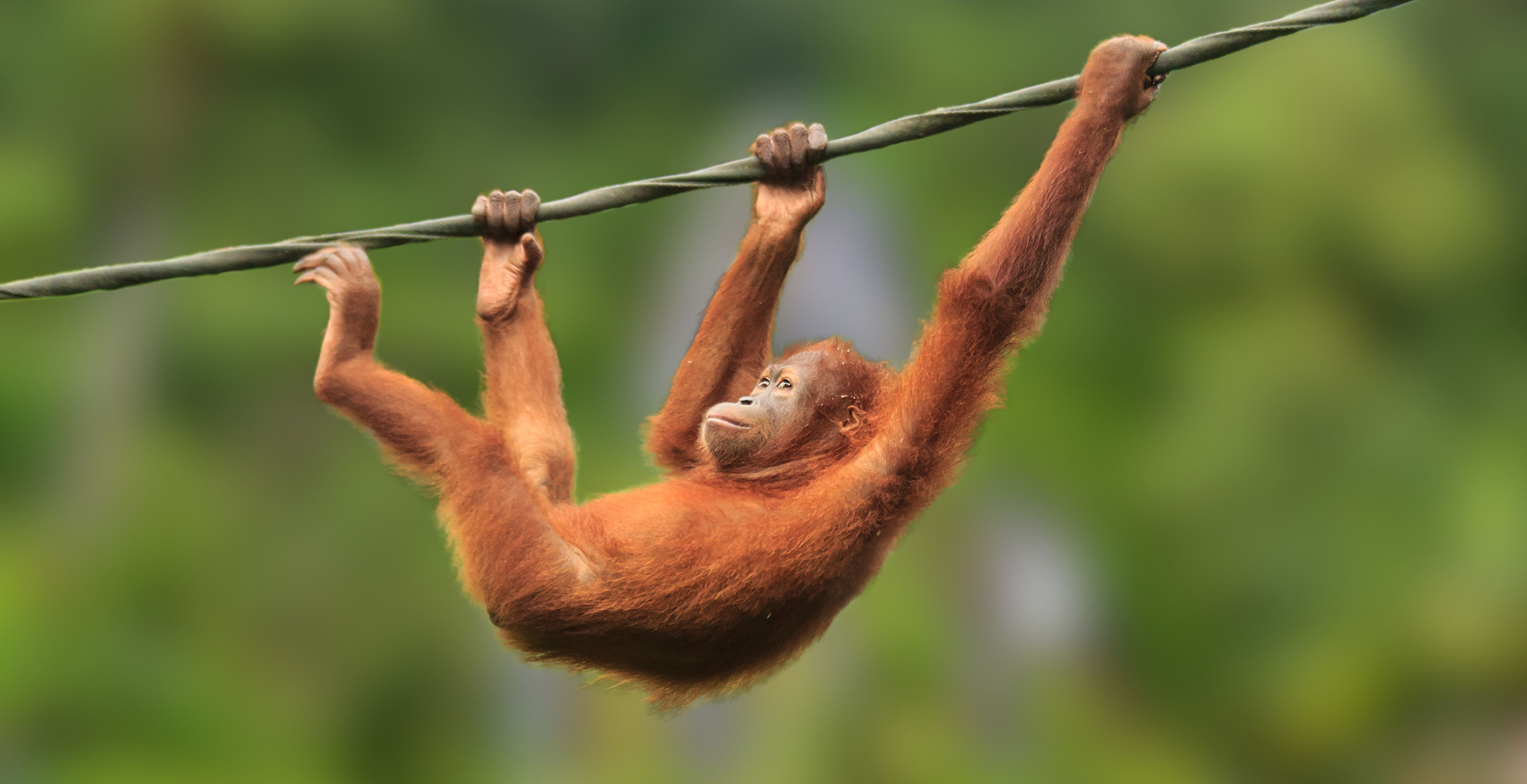 Orangutan Escaped Toronto Zoo Enclosure With Impressive Acrobatic Stunt