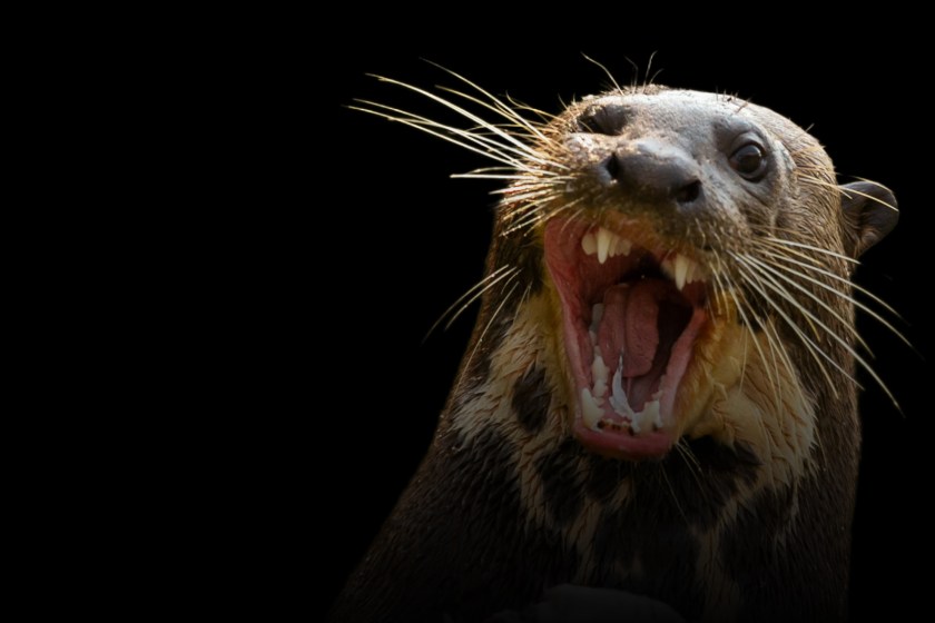 River Otter Attacks And Drags Child Underwater In Terrifying Encounter