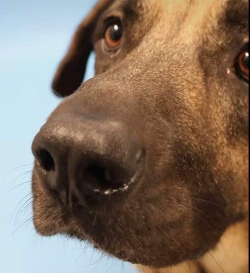 Stray dog survives