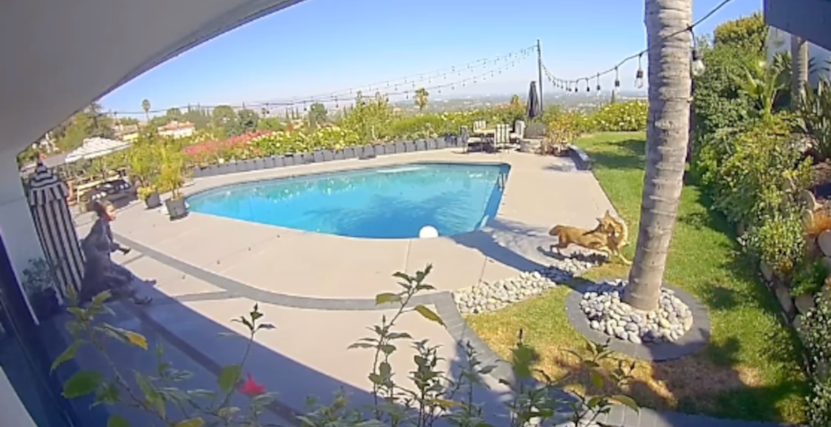 Tommy Lee's Wife Brittany Furlan Saves Their Dog During ‘Scary’ Coyote(02)