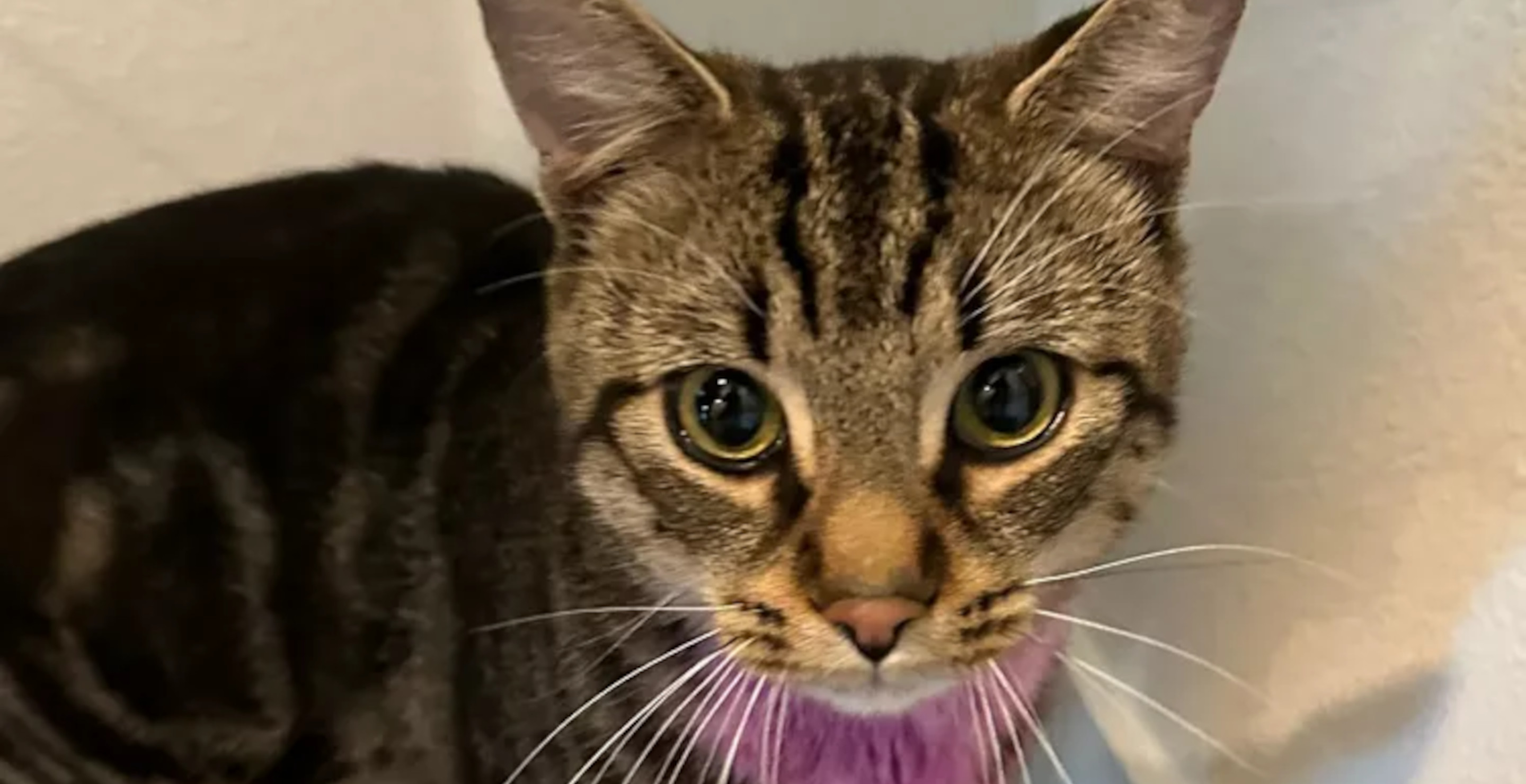 Woman Arrested For Allegedly Strangling A Cat