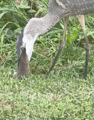 blue heron swallows giant rat whole